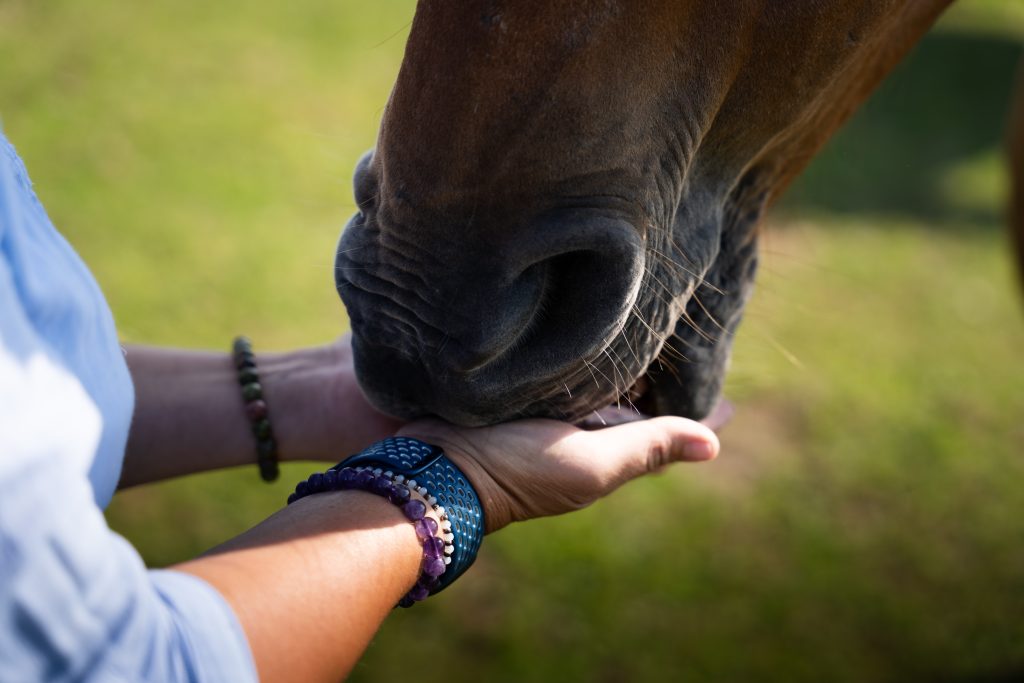 CHAOS Farm - Equine Therapy